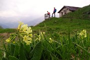 70 Baita delle Cune con primula veris